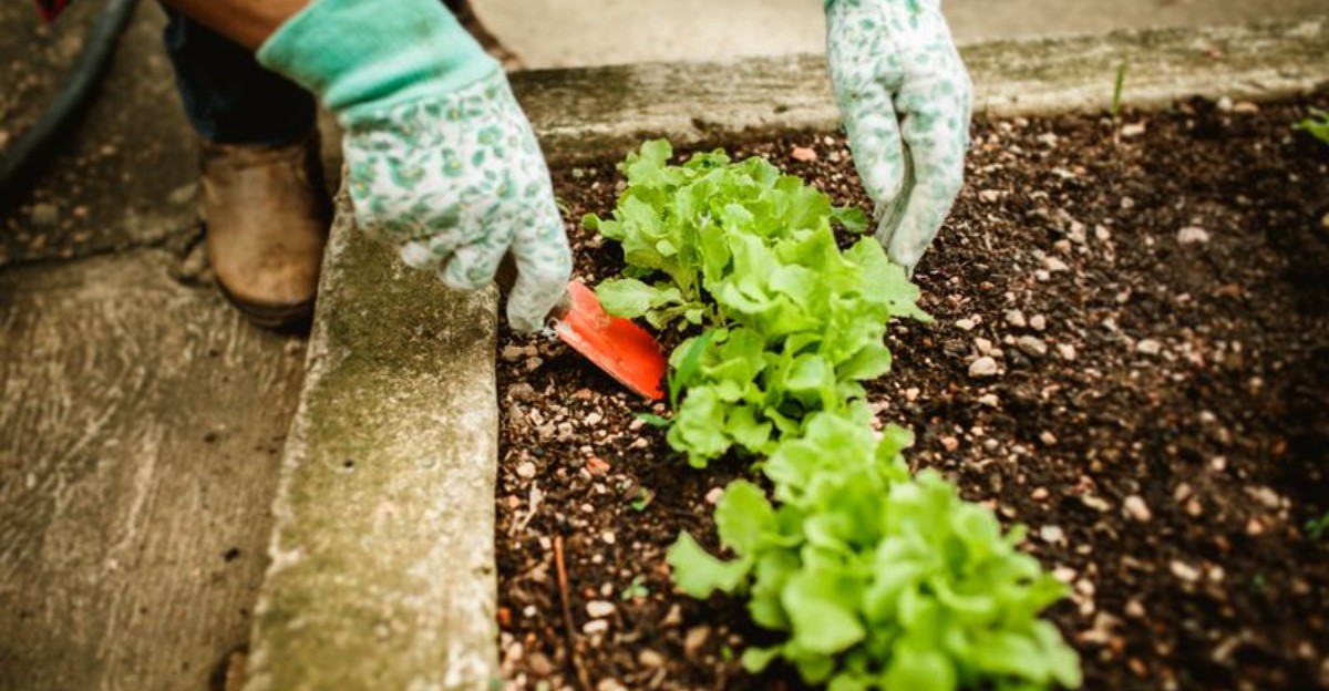 person in gloves tending to lettuce plants