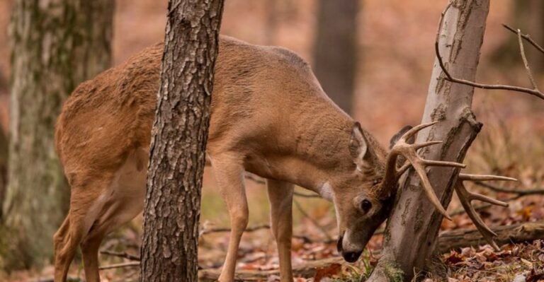 What Does It Mean When Deer Start Rubbing Bark Off Michigan Trees?