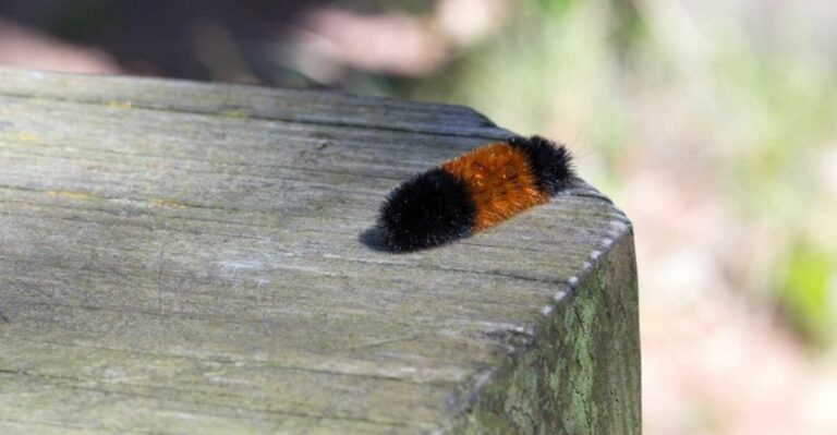 Fuzzy Orange And Black Caterpillars Are Crossing Iowa Driveways With An Old Winter Prediction