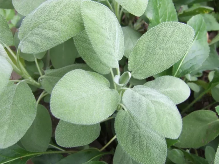 The Desert Sage On Your Arizona Patio Fires Off An Oil That Keeps Mosquitoes Away For Over Two Hours
