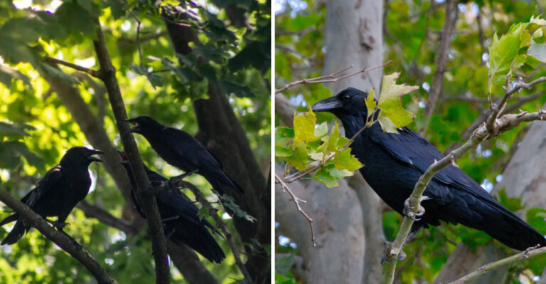 What It Means When Crows Suddenly Gather In Your Michigan Yard