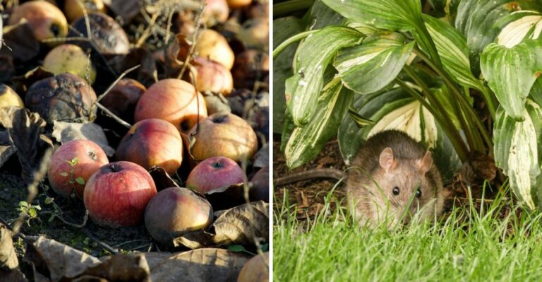 The Fruit Tree Habit That Keeps Rats Coming Back To Pennsylvania Yards