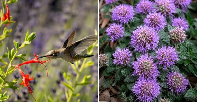 9 California Native Perennials You Can Still Plant Before October Ends