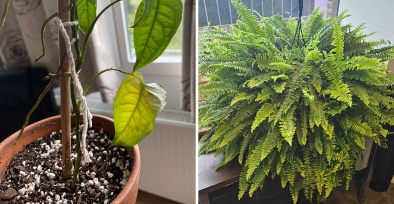 Repot These North Carolina Houseplants Before Bringing Them Inside