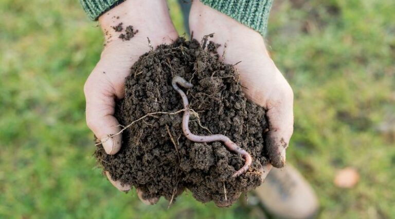 Earthworms Can Help Moist, Amended Soil in Some Arizona Yards – But They Cannot Rebuild Caliche