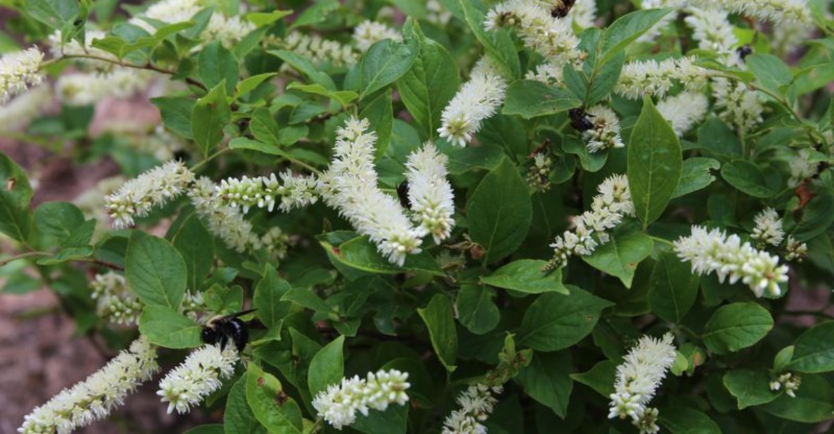 Virginia Sweetspire shrub in bloom