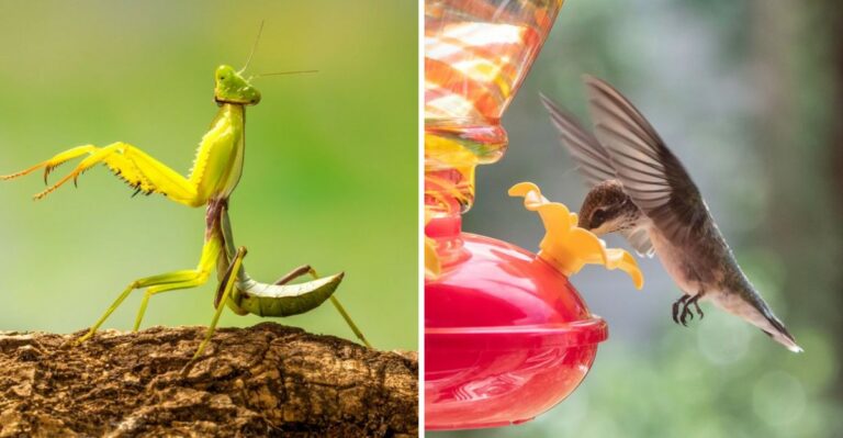 An Invasive Backyard Predator In Texas Has Been Caught Hunting Hummingbirds