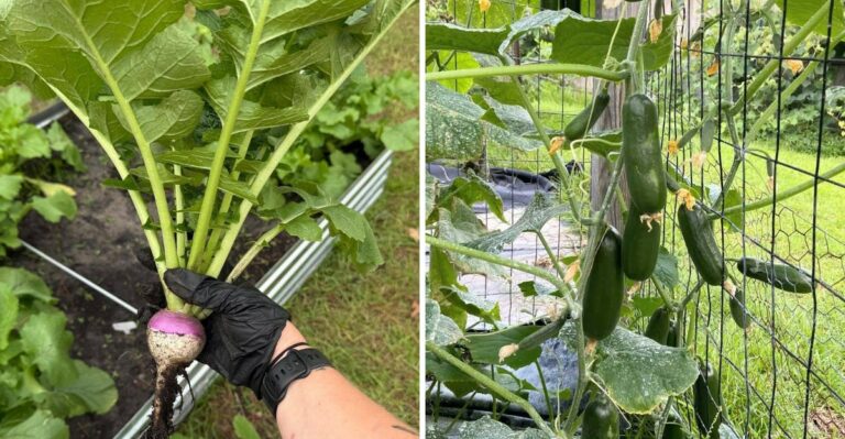The North Carolina Vegetables Reaching Peak Harvest In September