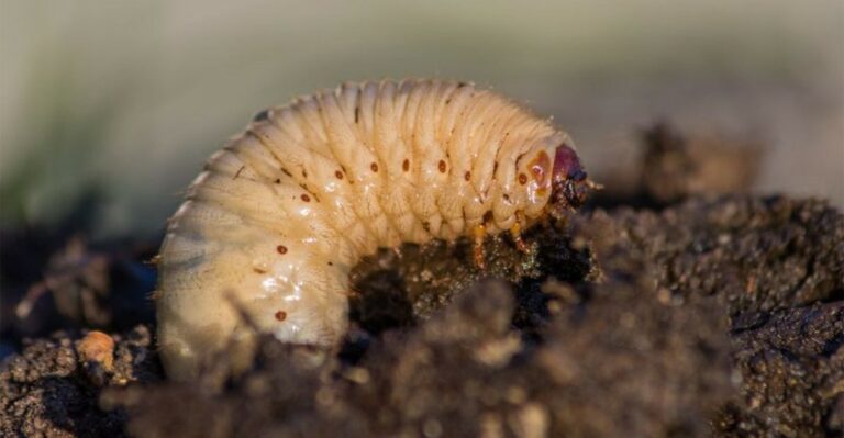 Indiana Lawns Have A Hidden Pest Problem Right Now And Most Owners Miss It