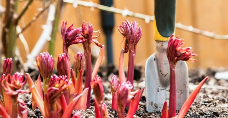 Planting Georgia Peonies Too Deep This Fall Can Cost You Spring Blooms