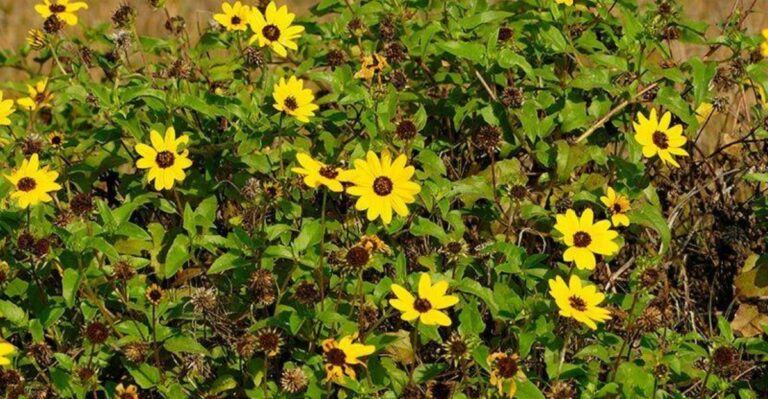 The Florida Plants You Should Stop Babying If You Want More Flowers This Fall