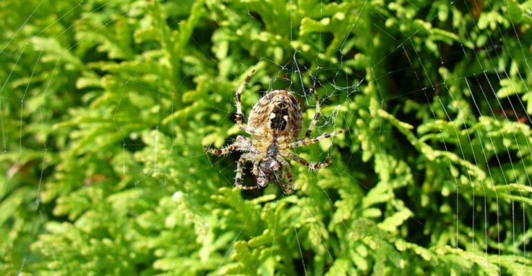 Barn Spiders Become Easier To Spot Around Georgia Homes In September