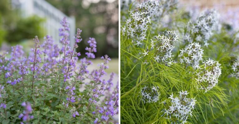 Long-Blooming Pennsylvania Perennials That Keep Flowering For Three Months Or More