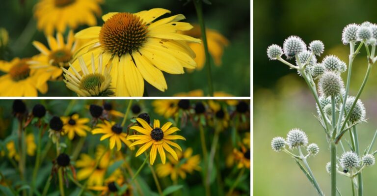 8 Native Prairie Plants Going To Seed Across Iowa Yards And Roadsides Right Now