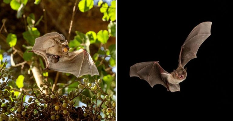 The Meaning Behind Bats Feeding Heavily Over Your Texas Yard In Late September