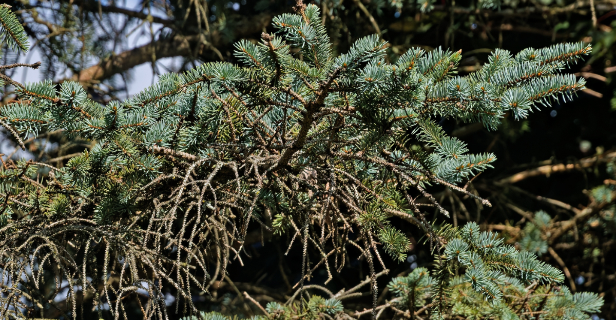 spruce needle disease