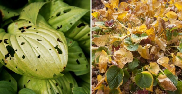 The Mistakes To Avoid When Growing Hostas In Your Pennsylvania Garden