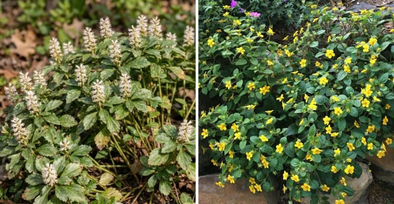 What To Plant Instead Of Invasive Periwinkle In Pennsylvania Shade Gardens