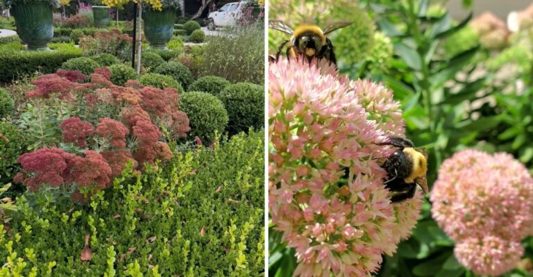 The Ohio Perennial That Blooms Hardest When The Nights Turn Cool