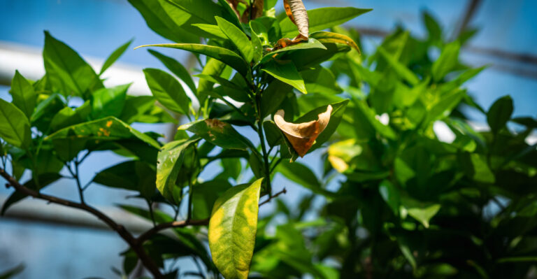 Why California Lemon Leaves Turn Yellow In September And How To Fix It