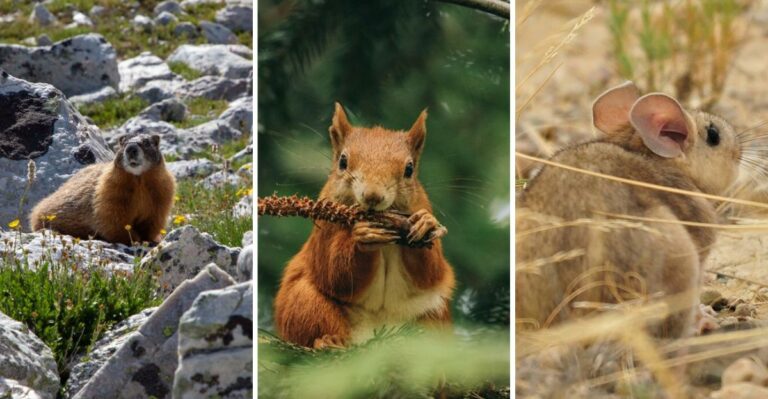 Colorado’s Smallest Mountain Dwellers Are Working Overtime This Fall