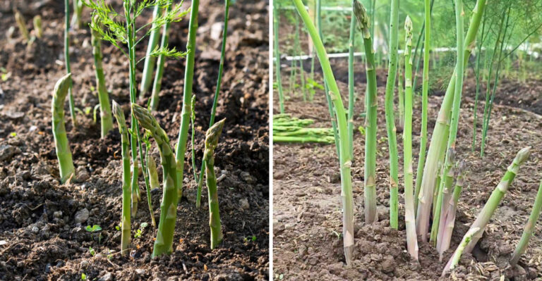 The One Thing Michigan Asparagus Beds Need In September For A Stronger Spring Harvest