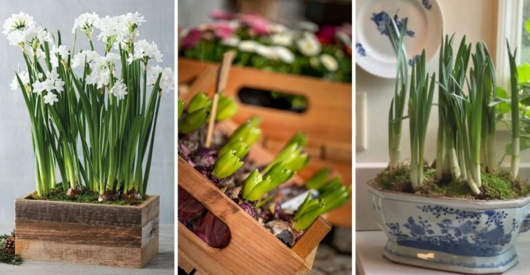 8 Mistakes That Keep Paperwhites From Blooming