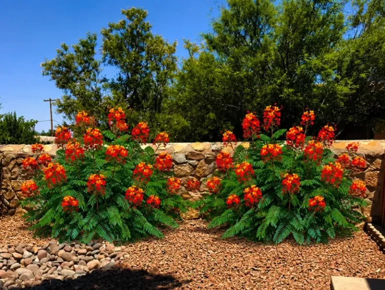 Why More Arizonans Are Planting Red Bird Of Paradise Along Their Driveways This Fall