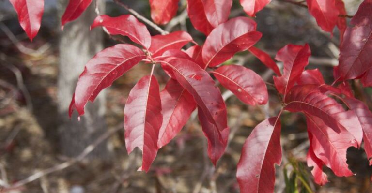 Why Sourwood Deserves A Spot In More Georgia Yards This Fall