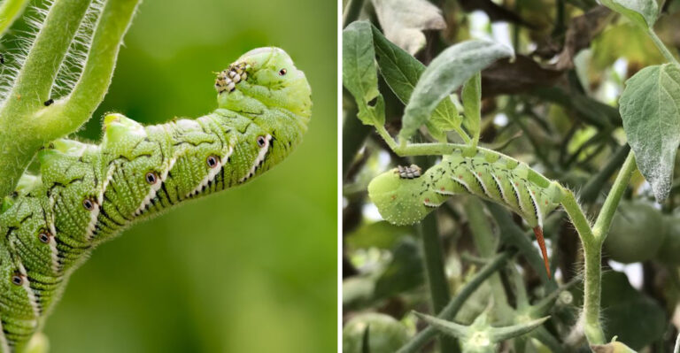 The Hidden Pest Behind Your Bare Kentucky Tomato Stems