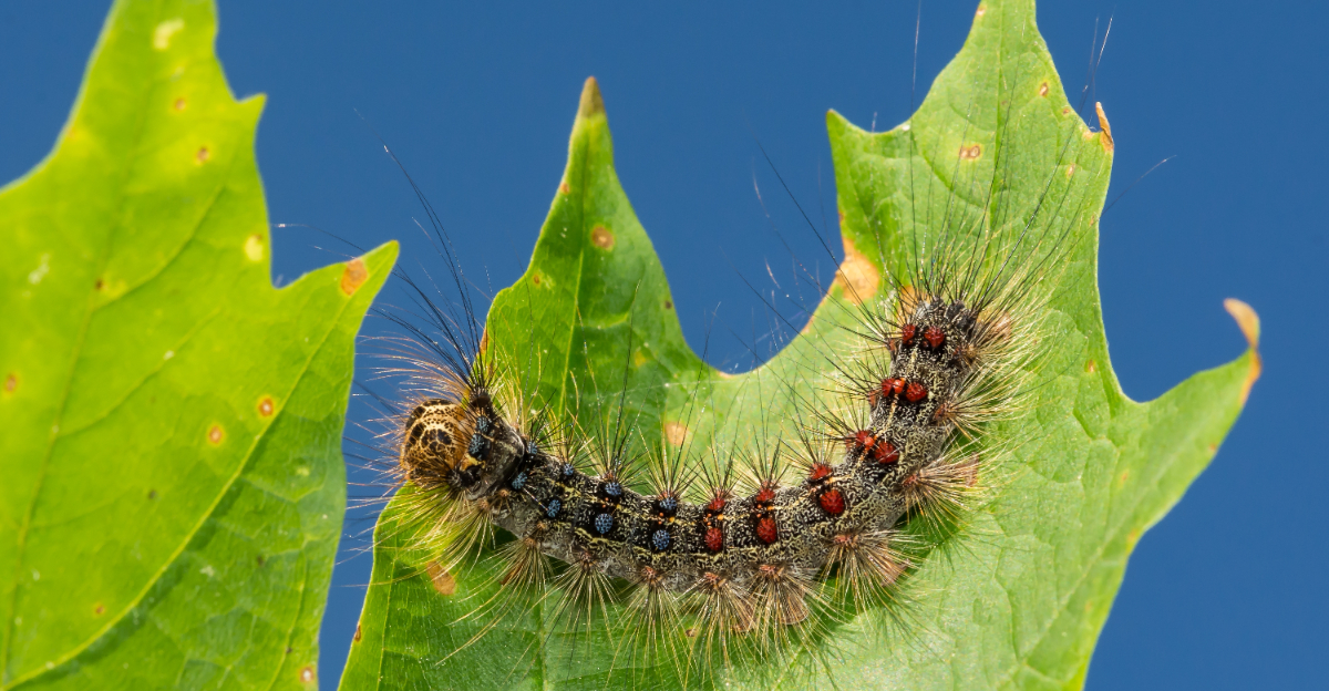 spongy moth caterpillar