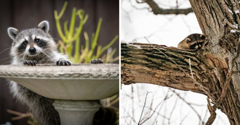 8 Yard Features That Invite Raccoons Into Texas Yards