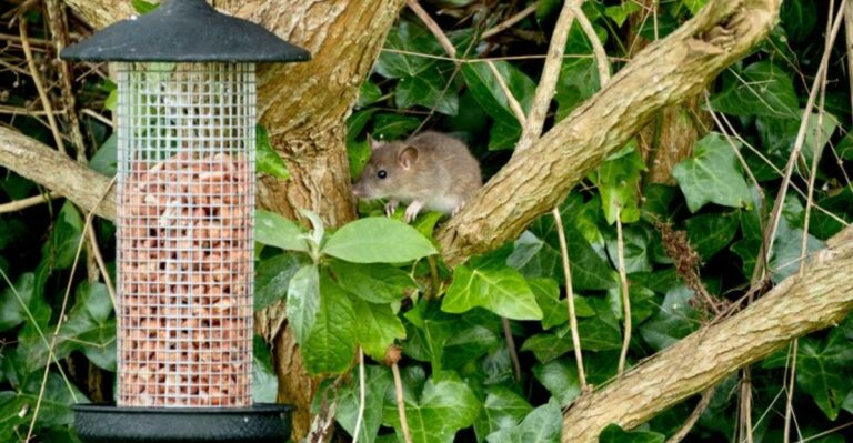 9 Warning Signs Of Rats In Your Yard Before They Move Into Your Home