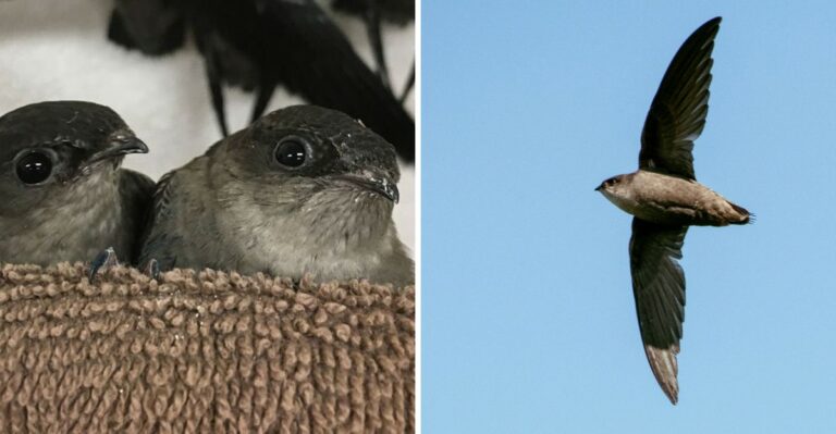 Thousands Of Small Dark Birds Are Swirling Into Alabama Chimneys At Dusk