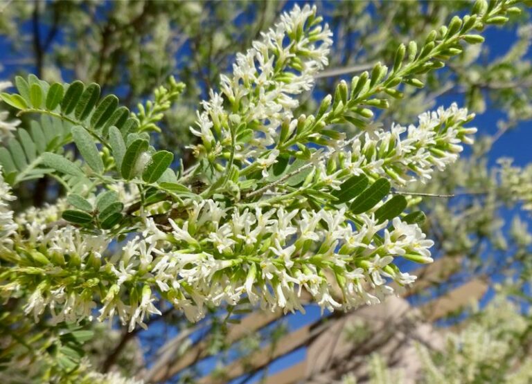 10 Native Arizona Shrubs That Block a Neighbor’s View Without Any Trimming