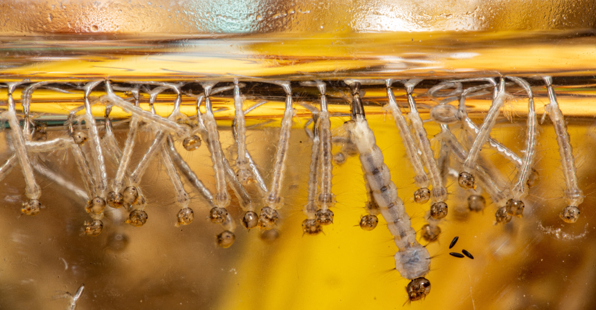 Mosquito Larvae lined up at the top of stagnant water