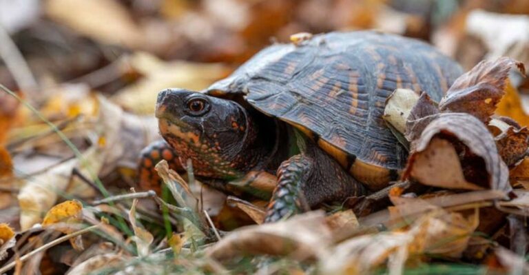 This Fall Yard Chore Can Disturb Box Turtles Hiding In Georgia Yards