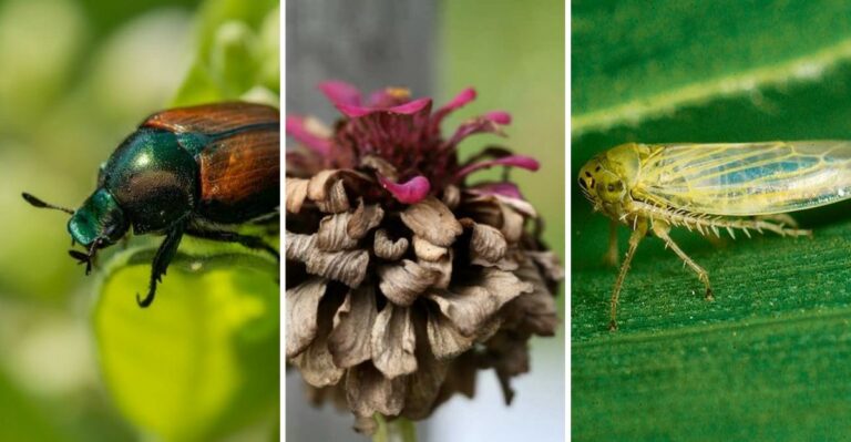 8 Reasons Zinnias And Cosmos Fade Fast In The State Of Iowa