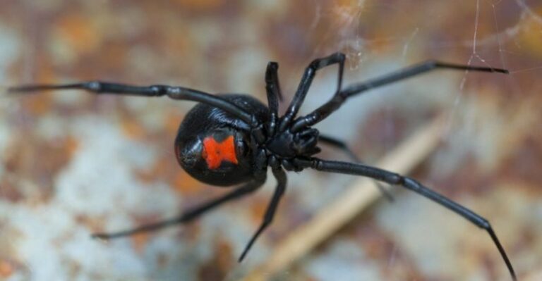 Why California Black Widows Are More Visible During Early Fall Cleanup