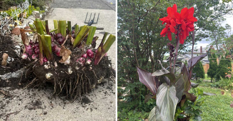 What To Do With North Carolina Canna Rhizomes Before The First Hard Freeze