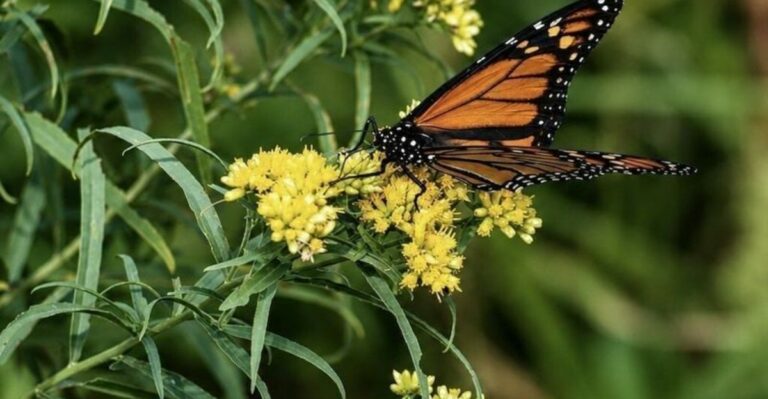 This Georgia Wildflower Peaks In Fall And Feeds Migrating Butterflies