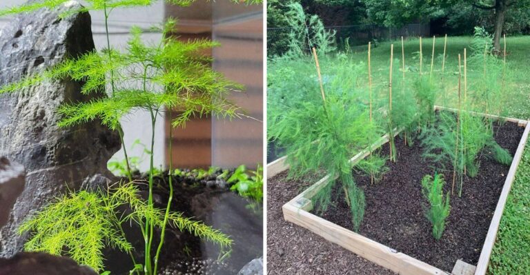 The One Thing You Must Do To North Carolina Asparagus Beds Before September Ends