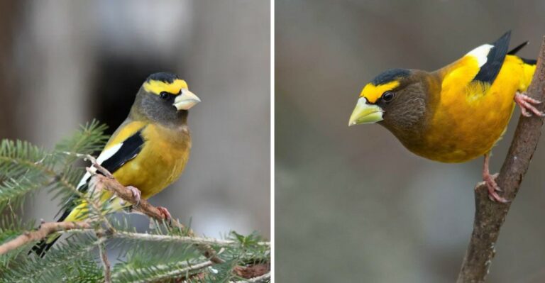 The Rare Pennsylvania Bird More Homeowners Are Seeing This Fall