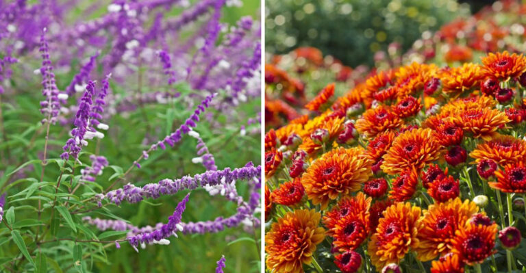 The Texas Fall Flowers That Create Color From September All The Way Through November Frost