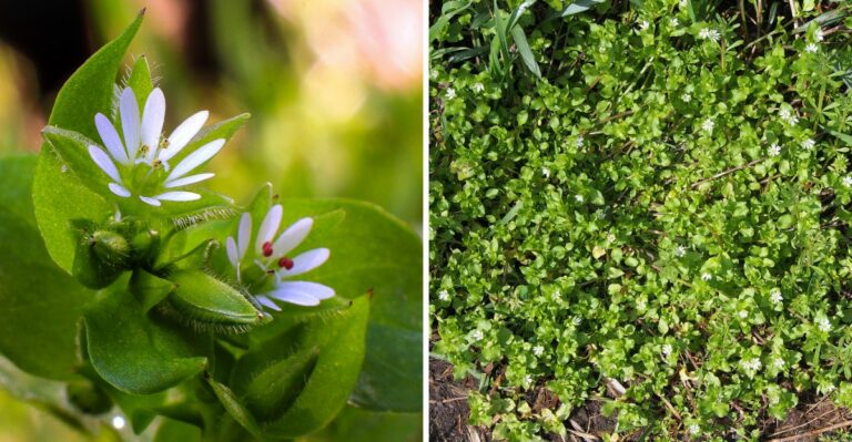 This Common Garden Weed Spreads Faster In Fall Than Any Other Time Of Year