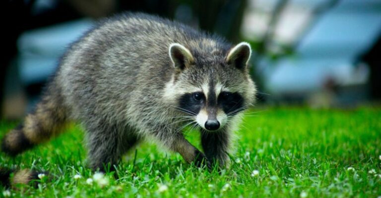 Health Officials Confirm Rabid Wildlife In New Jersey Backyard This Week