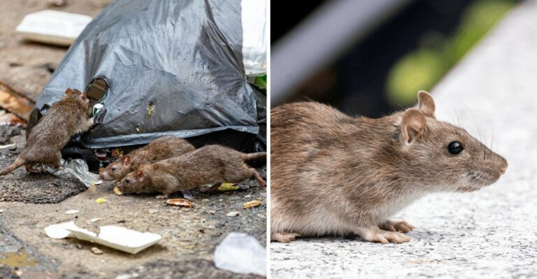 Why Do Rats Move Into Texas Yards The Moment Fall Arrives