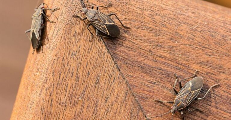 These Black And Red Bugs Are Blanketing Sunny Walls Across Colorado As Temperatures Drop