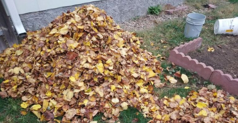 The New York Trees You Should Never Compost Leaves From