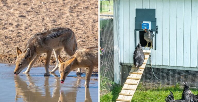 These Yard Features Attract More Coyotes To Your Texas Yard